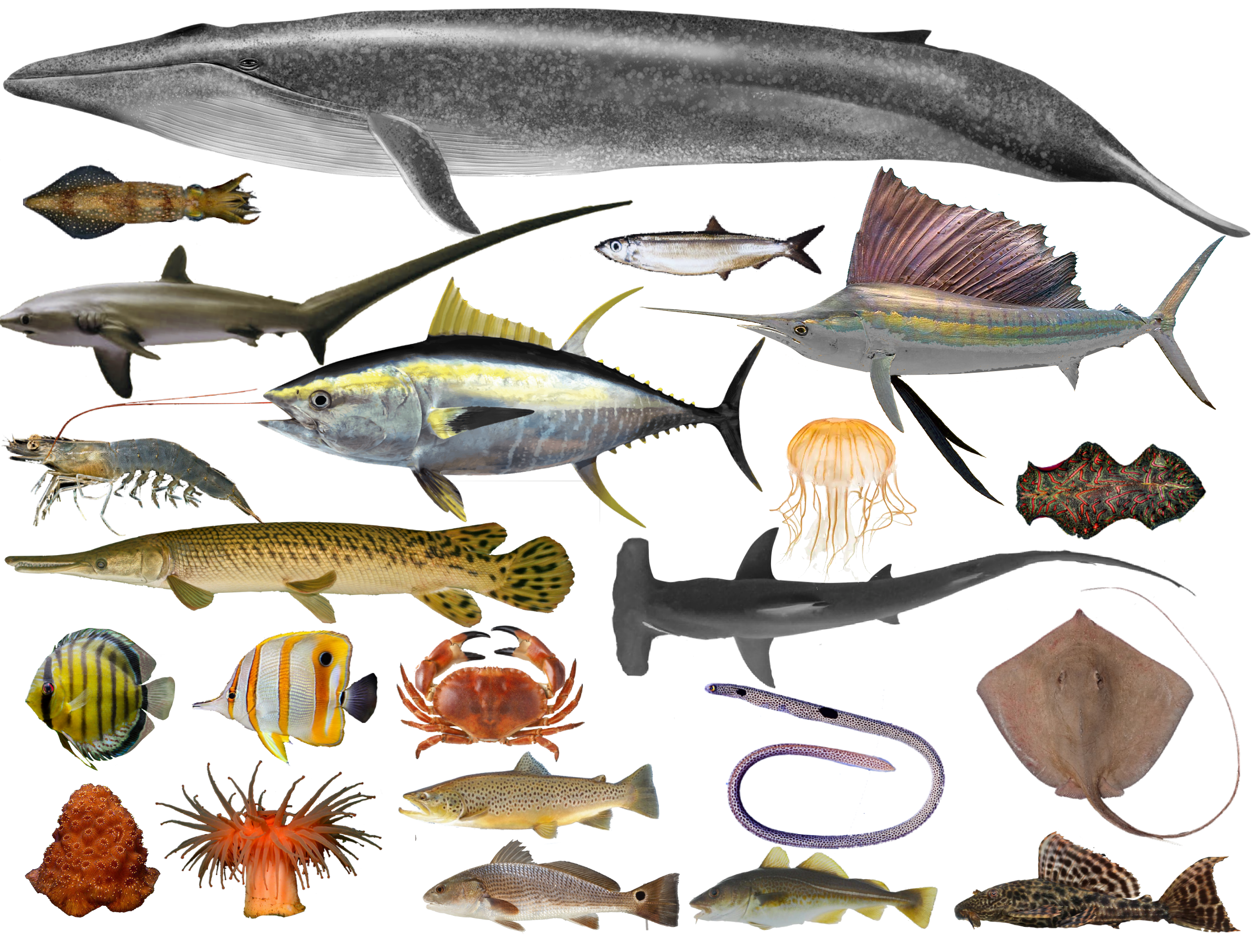 Sea creatures suited to different locomotion types, photos arranged into a collage isolated on a white background